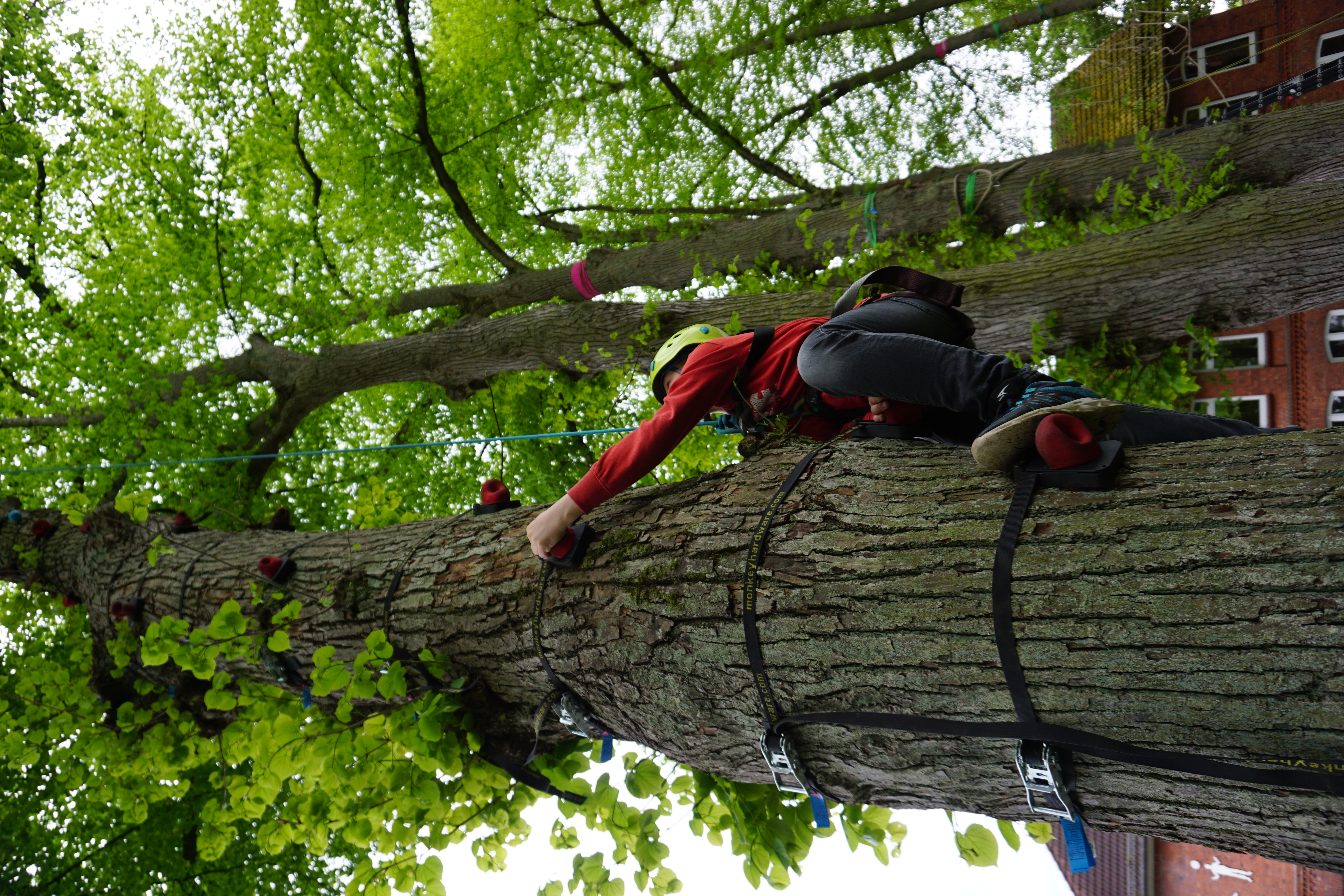 Schüler klettert an Klettergriffen den Baum hoch