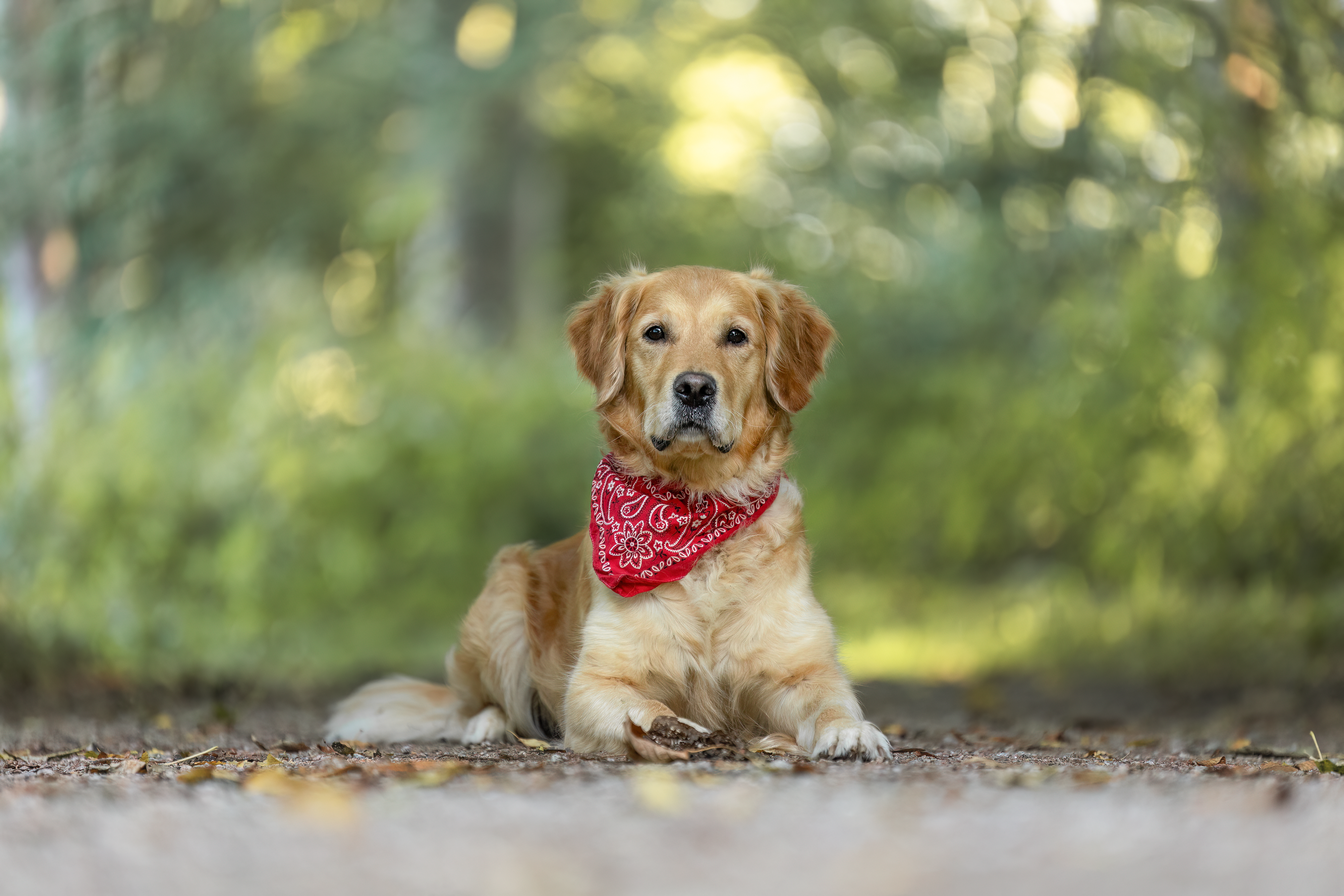 Schulhund Lola liegt auf einem Waldweg