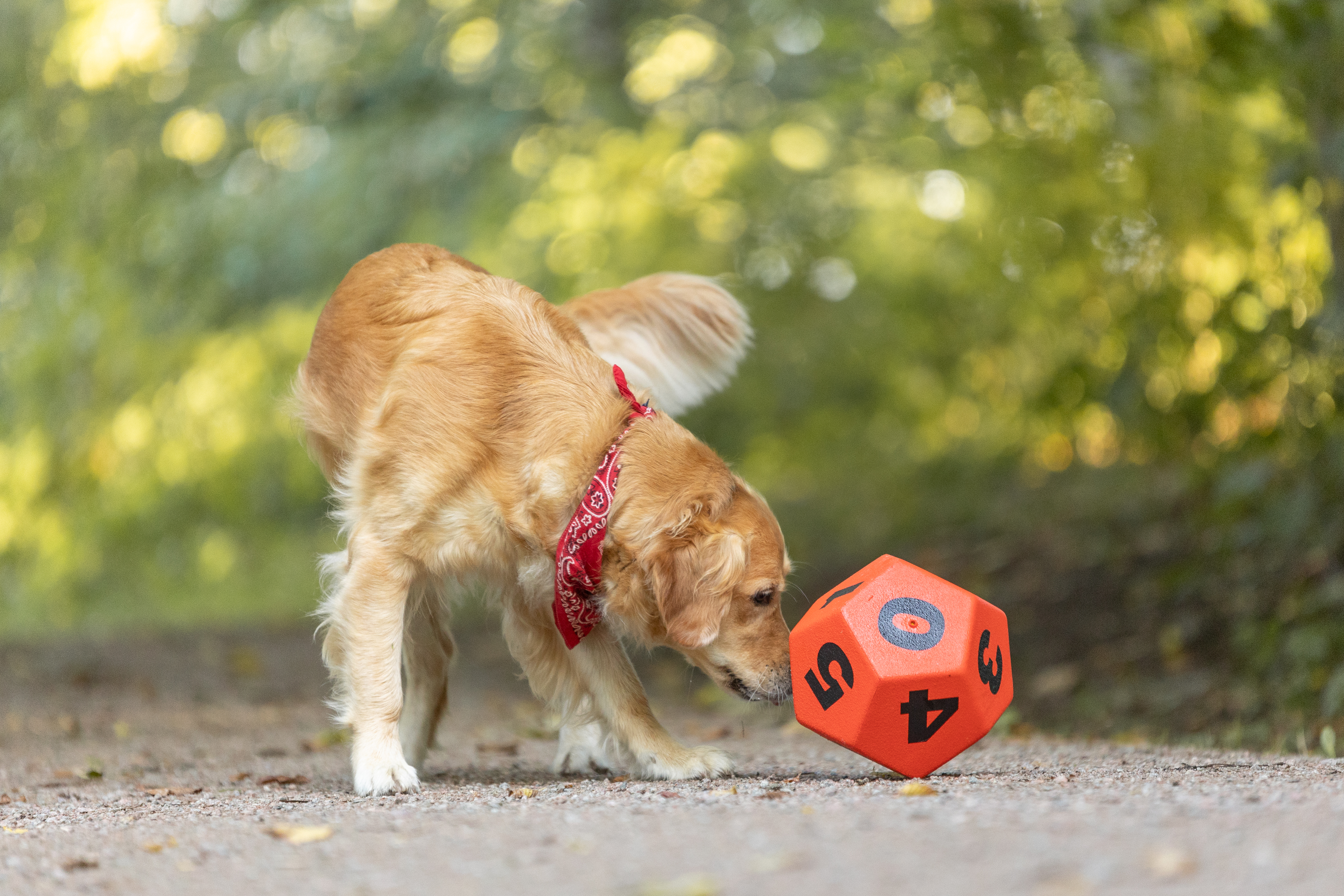 Schulhund Lola würfelt